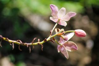 植物、花、花、天竺葵、芽、根、石蒜科、花瓣