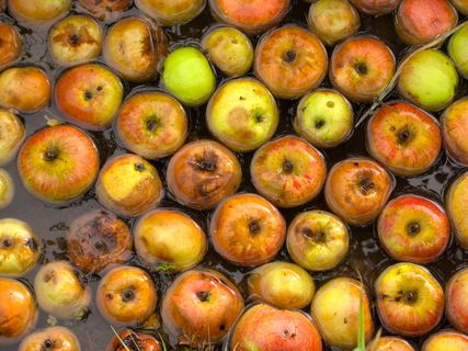 水果、苹果、水、腐烂、健康饮食、食品和饮料、食品、健康