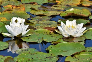 睡莲，池塘，湖泊，睡莲垫，开花，开花，水生植物，玫瑰湖