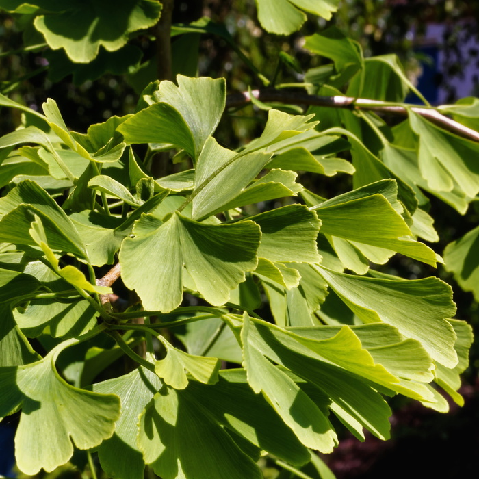 银杏, 叶子, 植物, 树, 绿色, 植物部分, 叶, 绿色