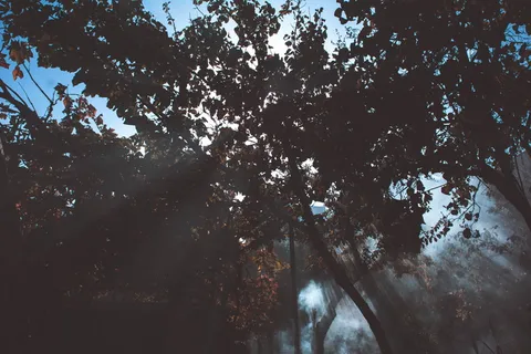 树木的低角度摄影 树木的低角度摄影
