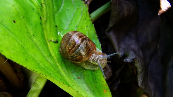 蜗牛,动物,软体动物,野生动物,动物主题,无脊椎动物,野生动物,一种动物 蜗牛,动物,软体动物,野生动物,动物主题,无脊椎动物,野生动物,一种动物