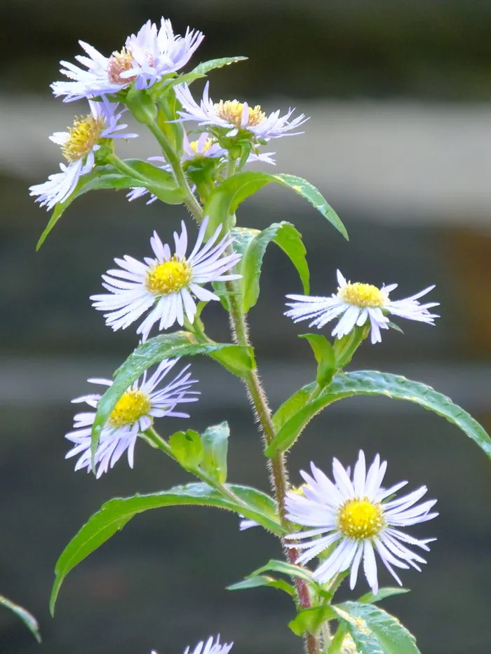 花，洋甘菊，开花植物，新鲜度，植物，脆弱性，自然之美，脆弱性