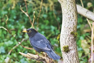 黑鸟，鸟，鸣鸟，黑，喙，动物，树，树枝