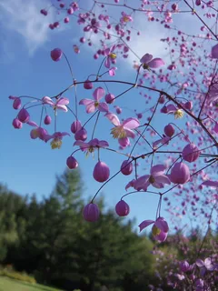 加拿大,花,春天,植物,树木,生长,美丽的自然,没有人 加拿大,花,春天,植物,树木,生长,美丽的自然,没有人