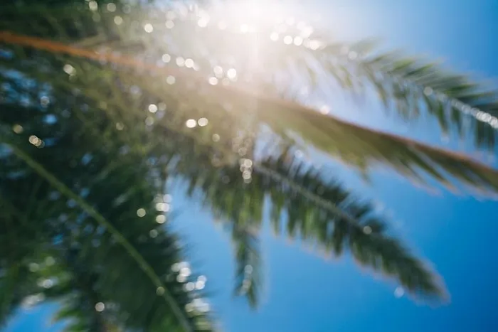 绿棕榈树