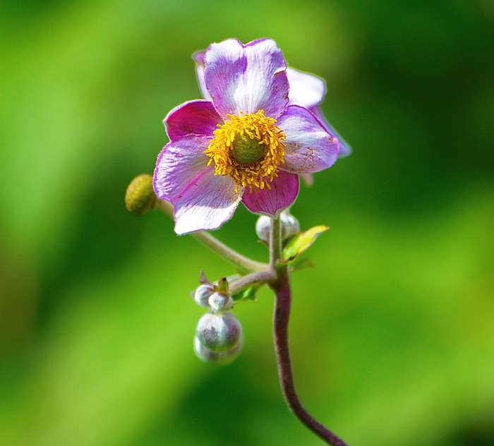 动物、花、昆虫、夏天、翅膀、花园、自然、植物