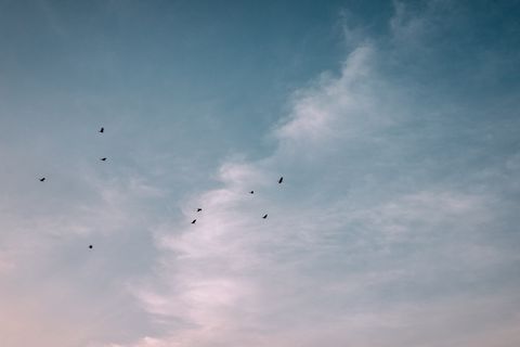 飞过云层的鸟群