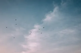 飞过云层的鸟群