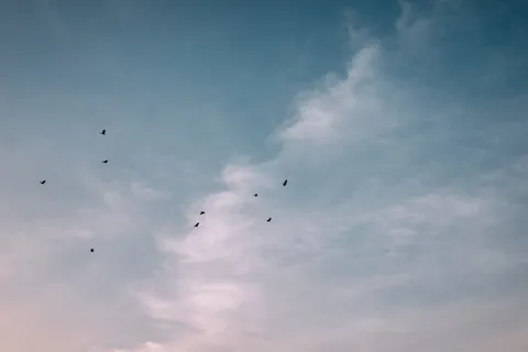 飞过云层的鸟群 飞过云层的鸟群