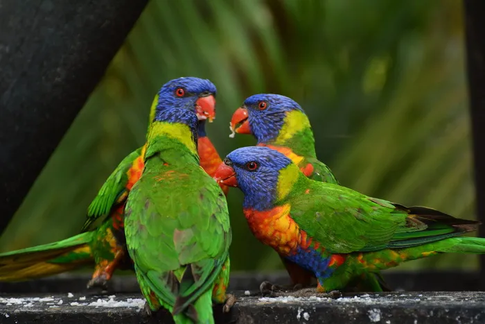 4灰色水泥上的Lorikeet