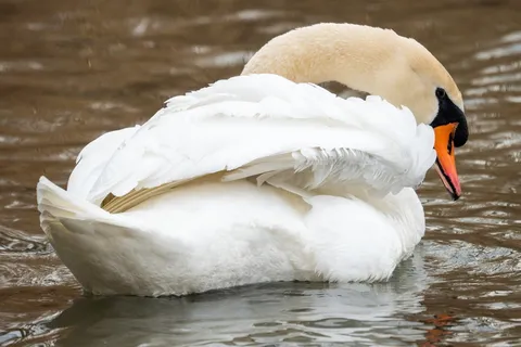 池塘上的白鸭子