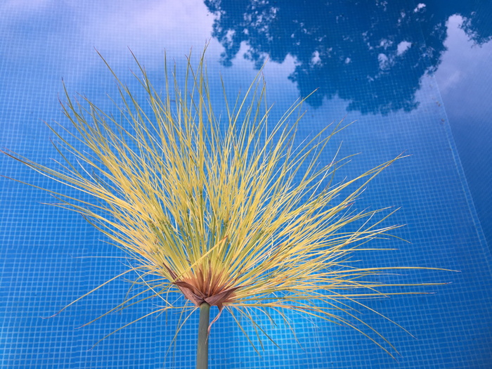 纸莎草，反射，水，水源，自然，天空，光，放轻松