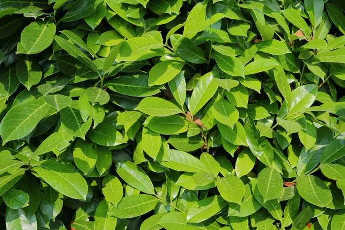 叶子，树叶，植物，绿色，纹理，抽象，细节，特写