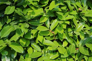 叶子，树叶，植物，绿色，纹理，抽象，细节，特写
