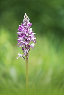 兰花，花，兰花状，接近，开花，开花，自然，紫色