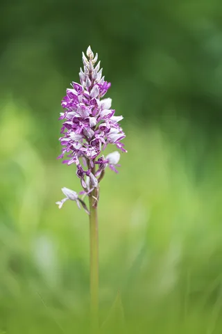 兰花，花，兰花状，接近，开花，开花，自然，紫色