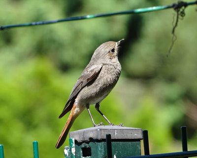 选择性，聚焦摄影，布朗，伯德，罗茨瓦恩岑，黑色红启动，斯珀林，鸣鸟