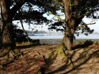 fareham creek，portchester wicor，海景，清晨，树，水，树干，树干