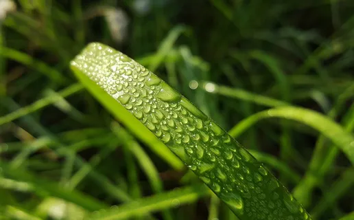 草, 草叶, 露水, 晨露, 湿, 水, 水滴, 珠子 草, 草叶, 露水, 晨露, 湿, 水, 水滴, 珠子