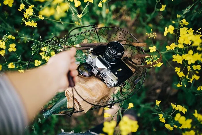 在盛开的油菜地里拿着老式相机的女人