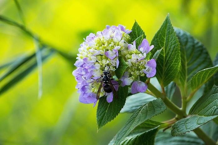 蜜蜂，花，花粉，昆虫，飞行，叶子，植物，绿色