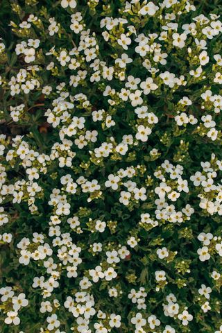 采购产品植物，花，花，花瓣，天竺葵，天竺葵，花瓶，盆栽植物