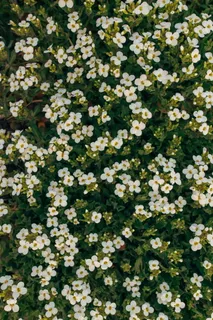 采购产品植物,花,花,花瓣,天竺葵,天竺葵,花瓶,盆栽植物 采购产品植物,花,花,花瓣,天竺葵,天竺葵,花瓶,盆栽植物