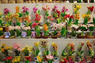 兰花，开花，开花，花，植物，自然，野生兰花，植物