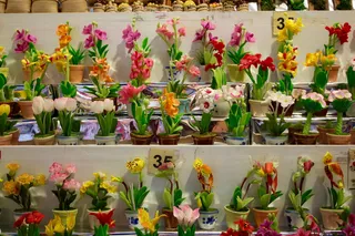 兰花，开花，开花，花，植物，自然，野生兰花，植物