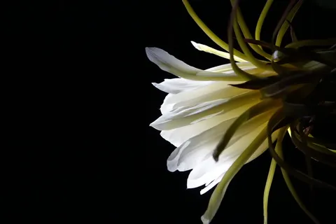 花,火龙果,白色,纯净,火龙果花,宁静,黑色背景,自然 花,火龙果,白色,纯净,火龙果花,宁静,黑色背景,自然