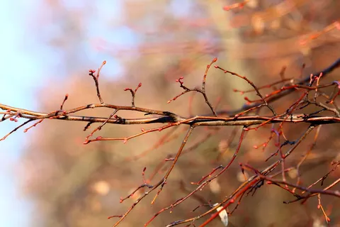 芽，枝，花，树，春天，春天，自然，全盛时期