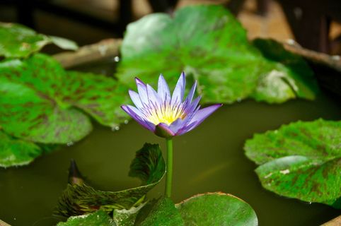 花，开花植物，植物，新鲜度，脆弱性，叶，脆弱性，睡莲
