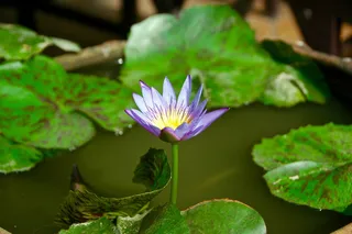 花，开花植物，植物，新鲜度，脆弱性，叶，脆弱性，睡莲