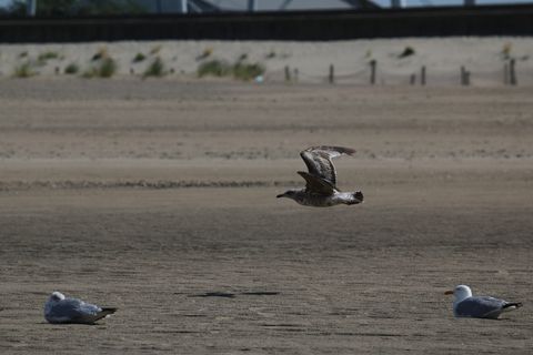 海鸥，鸟，鸟类飞行，黑头海鸥，海滩，动物，飞行，自然