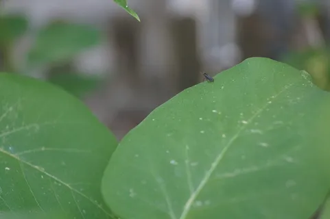 丁香, 昆虫, 飞, 关闭, 绿色, 自然, 叶, 植物部分 丁香, 昆虫, 飞, 关闭, 绿色, 自然, 叶, 植物部分
