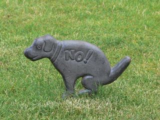 狗，禁令，草，植物，绿色，没有人，动物代表，自然