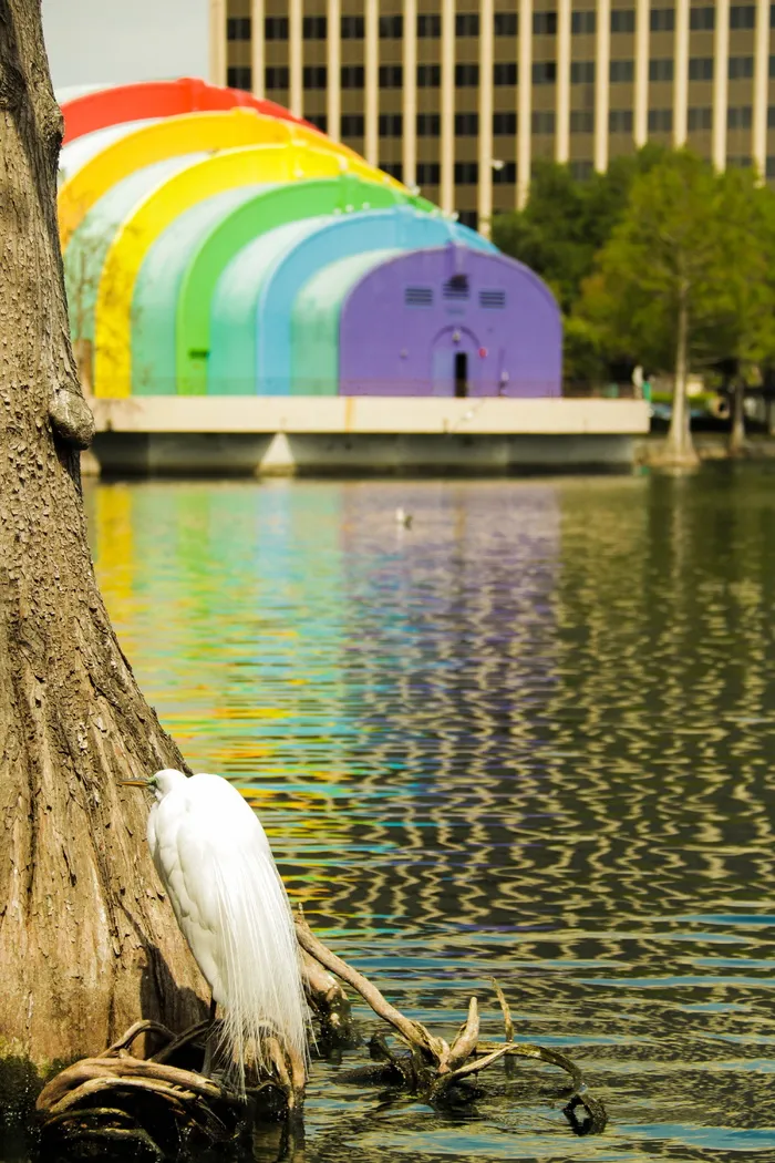 彩虹，自然，鸟，eola湖，池塘，倒影，水，鸟