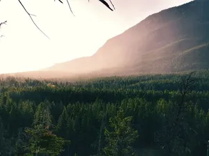 白天山附近森林树木的航空摄影