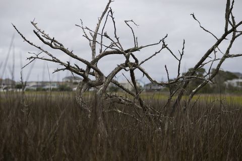 美国，大西洋海滩，北卡罗来纳州，树木，海滩，北卡罗来纳州，沼泽，植物