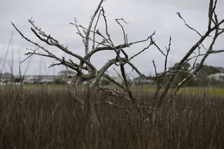 美国，大西洋海滩，北卡罗来纳州，树木，海滩，北卡罗来纳州，沼泽，植物