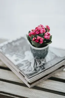 花盆里放着各种各样的粉红色小花