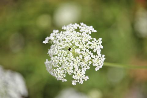白色、花朵、绿色、模糊、植物、植物、雪、背景