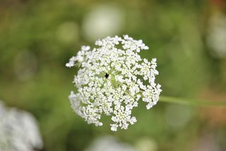 白色、花朵、绿色、模糊、植物、植物、雪、背景