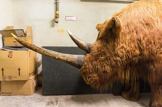 更新世，毛犀牛，毛犀牛，古腔龙，贮藏，动物标本学，头部，腔龙