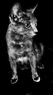 美国, 印第安纳州, 灰度, 国内动物, 猫, 灰猫, 小动物, 动物