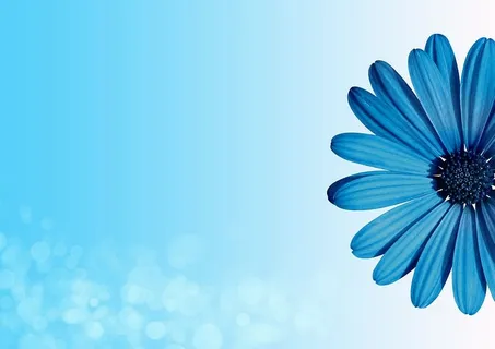 背景、花朵、波基、春天、贺卡、复制空间、生日、花朵