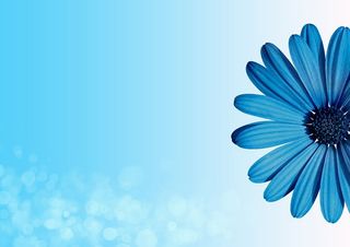 背景、花朵、波基、春天、贺卡、复制空间、生日、花朵