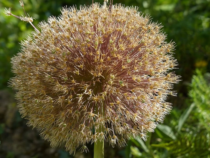 葱，韭菜，开花，开花，干燥，花序，种子，韭菜艺术