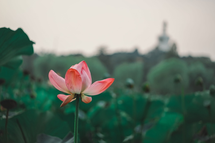 中国北京，北海公园，粉色，荷花，夏天，北海公园，鲜花